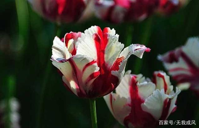 Tulip Bulbs Hot Flowers Rare Variety Yard Garden Fragrant Spring Plants Home Balcony Bonsai Easy to Grow(10 Bulbs Pack)