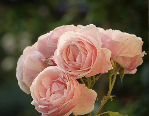 Billet Doux Rose Seedlings Flower Seeds Perennial Growing Bonsai Corms Tubers Potted Planting Reblooming Fragrant Garden Roots Rhizomes Species Blooms Plant Bulbs Gardening Tree