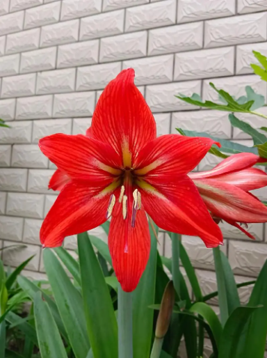 Amaryllis - Large Stargazer Red Amaryllis with White Stripes Christmas Gifts