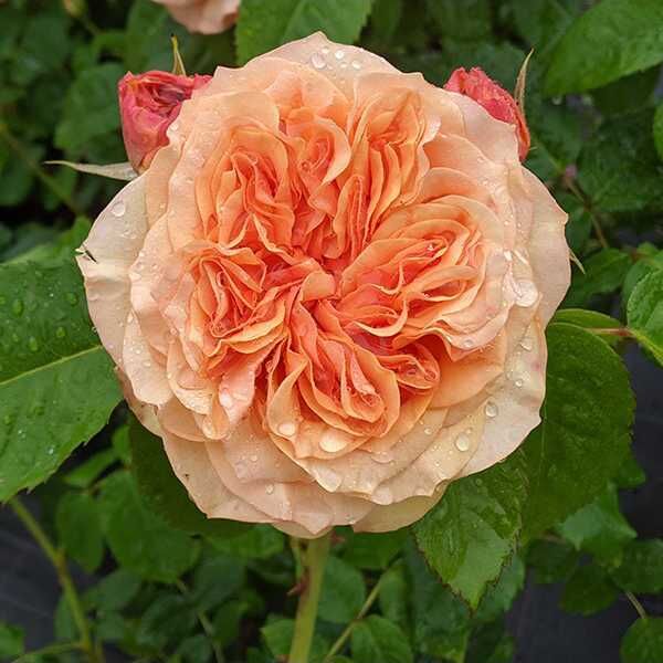 seeds & bulbs rose Country Trendsetter Rose Seedlings Flower Seeds Perennial Growing Bon –  Easytogrowbulb