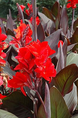 Canna Cannova Bronze Scarlet Bulbs Perennial Growing Bonsai Roots Rhizomes Corms Tubers Potted Planting Reblooming Fragrant Garden Species Blooms Flower Seeds Plant Gardening