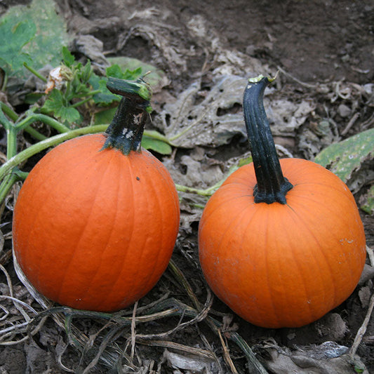 Pumpkin Mischief F1 Seed