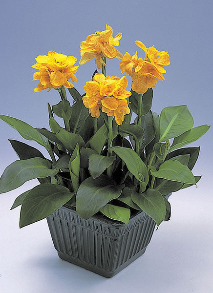 Canna Tropical summer Bulbs Perennial Growing Bonsai Roots Rhizomes Corms Tubers Potted Planting Reblooming Fragrant Garden Species Blooms Flower Seeds Plant Gardening