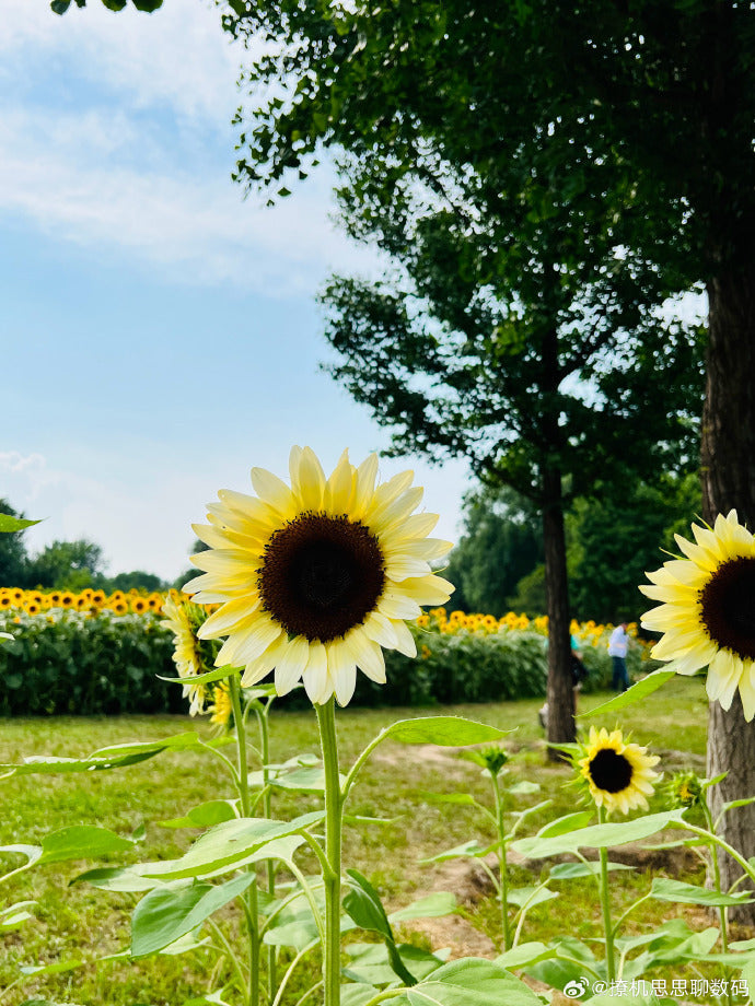 Sunflower Seeds for Planting - Grow Giant Sun Flowers in Your Garden Non GMO Heirloom Seeds - Full Planting Instructions for Easy Grow - Great Gardening Gifts (1 Packet)