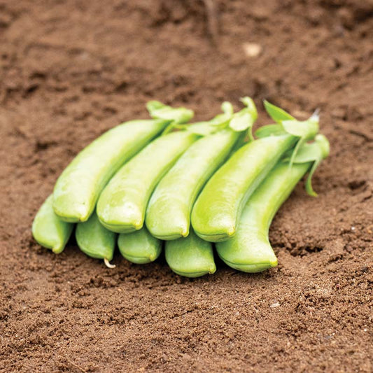 Pea Cascadia Seed