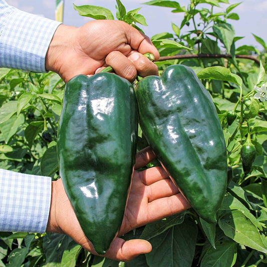 Pepper Sequoia F1 Seed