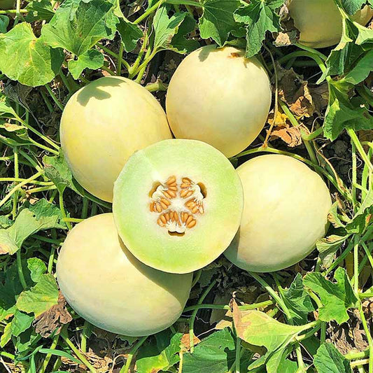 Melon Dream Dew F1 Seed