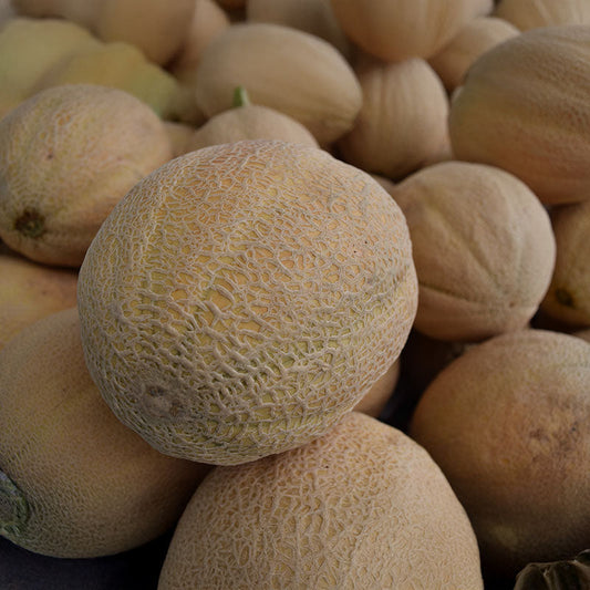 Melon Athena F1 Seed