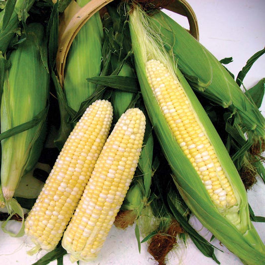 Sweet Corn Espresso F1 Seed