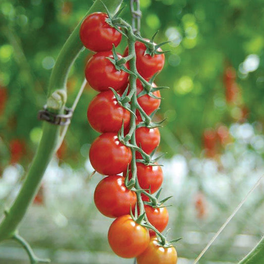 Tomato Sakura F1 Organic Seed