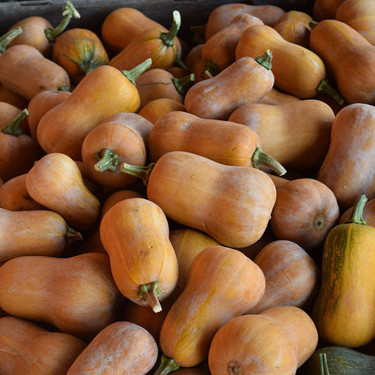 Squash Honeynut Seed