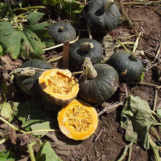 Squash Delica F1 Seed