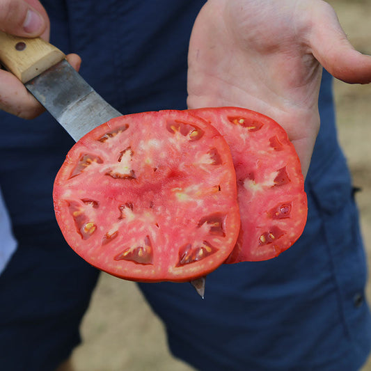 Tomato Red Mountain F1 Seed
