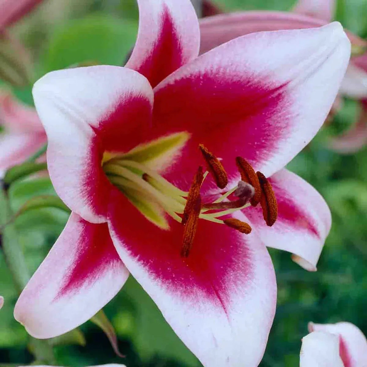 Great Expectations Lily Tree Collection - 2025