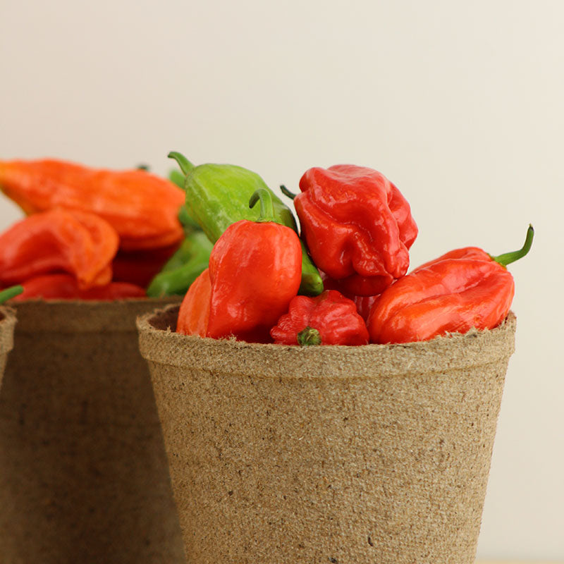 Pepper Ghost Pepper Multi-Colored Seed