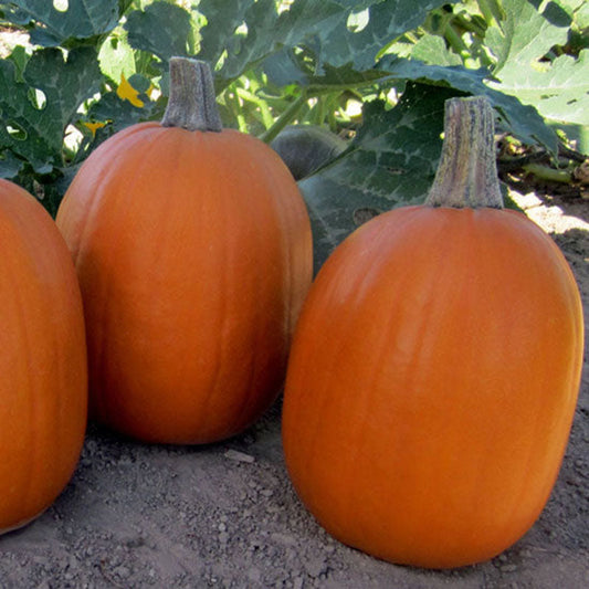 Pumpkin Darling F1 Seed
