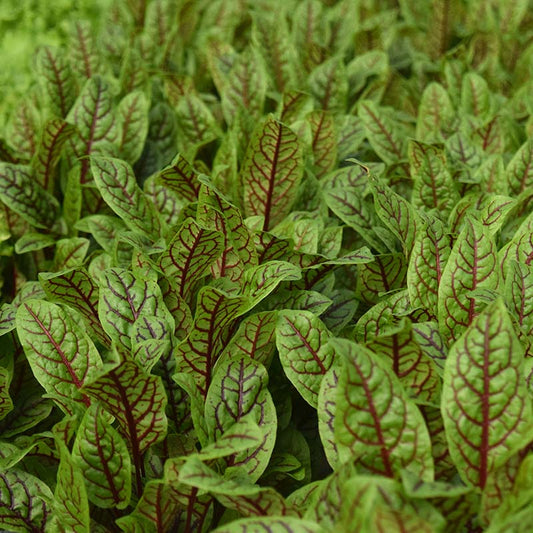 Sorrel Blood-Veined Seed