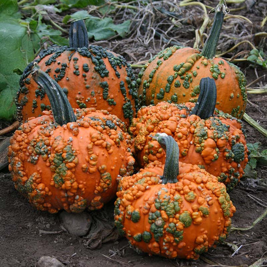 Pumpkin Warty Goblin F1 Seed