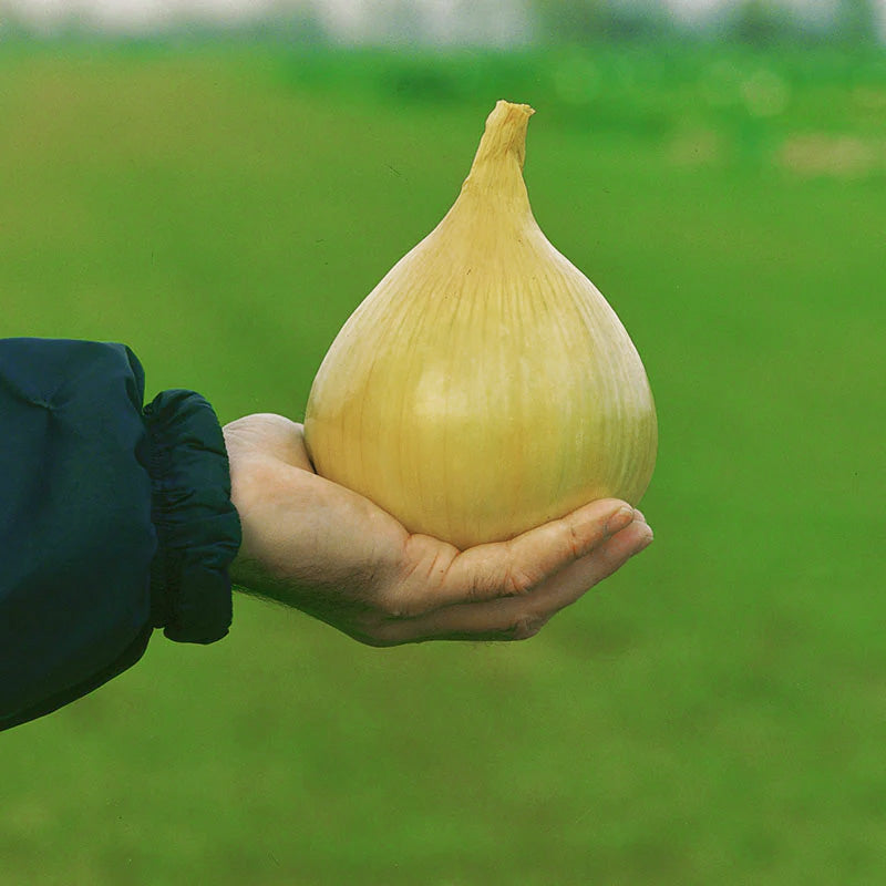 Onion Ailsa Craig Live Plants