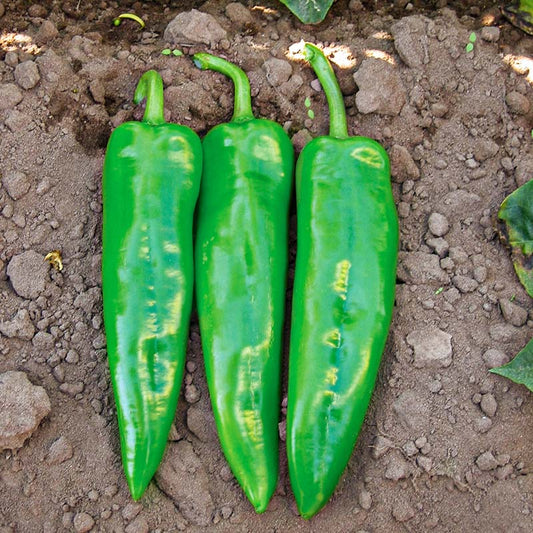 Pepper Chile G76 F1 Seed
