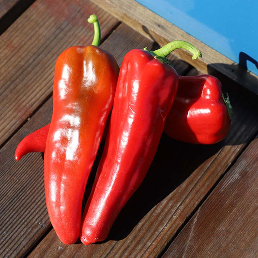 Pepper Carmen F1 Seed