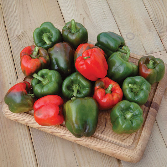 Pepper Karisma F1 Seed