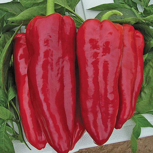 Pepper Marcato F1 Seed
