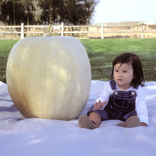 Pumpkin Full Moon Seed