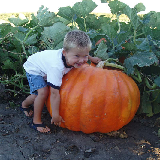 Pumpkin Big Moose Seed