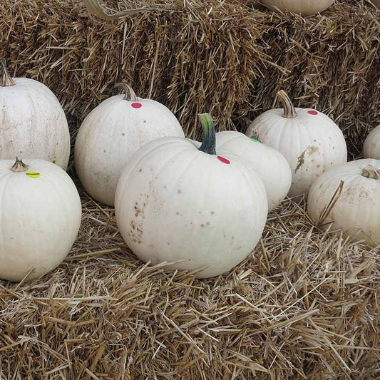 Pumpkin Cotton Candy Seed