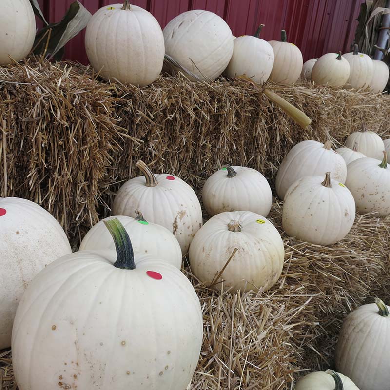 Pumpkin Cotton Candy Seed
