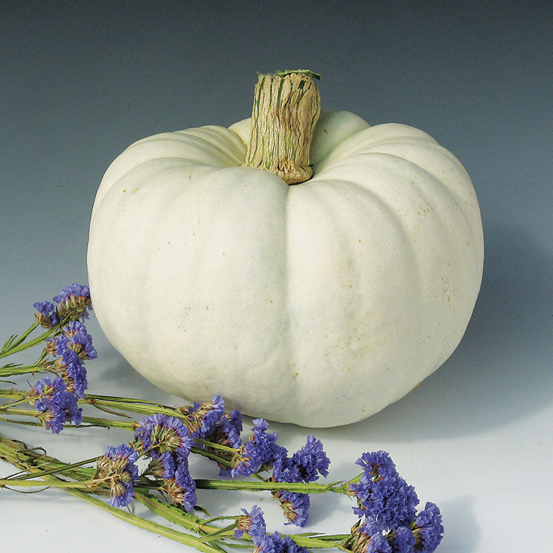 Pumpkin Silver Moon F1 Seed