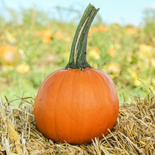 Pumpkin Little Giant F1 Seed