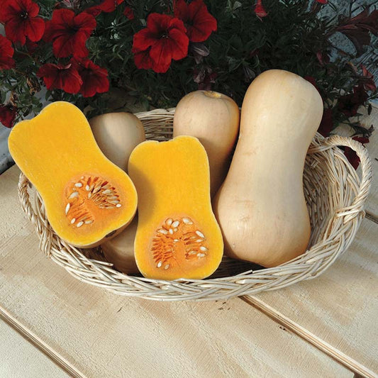 Squash Butterfly F1 Seed