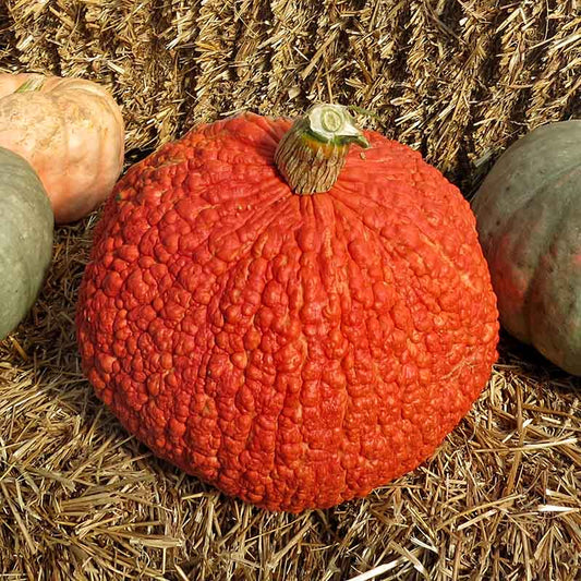 Squash Red Warty Thing Seed