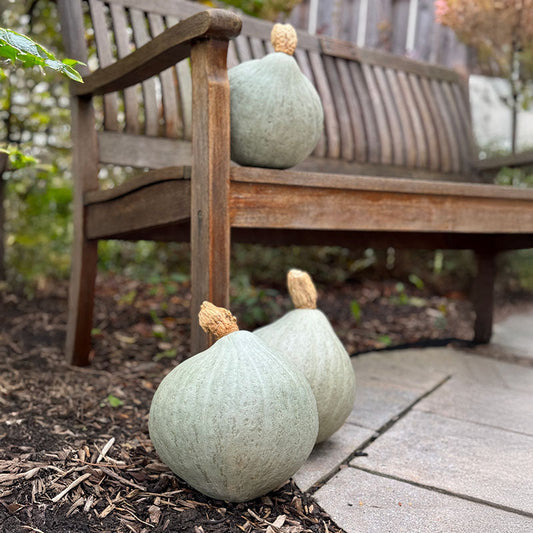 Squash Blue Magic F1 Seed