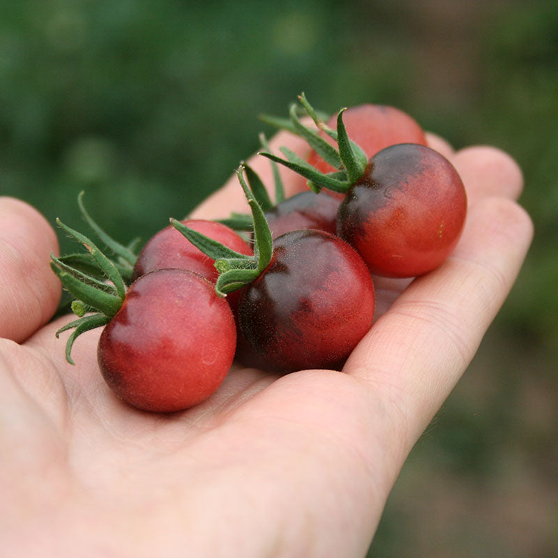 Tomato Indigo™ Blue Berries Organic Seed