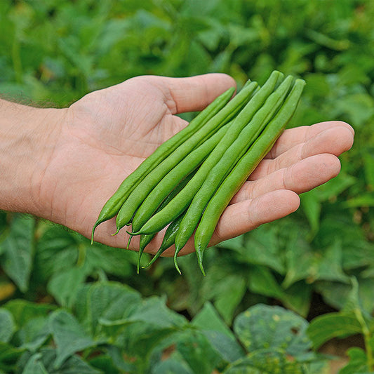 Bean Colter Seed