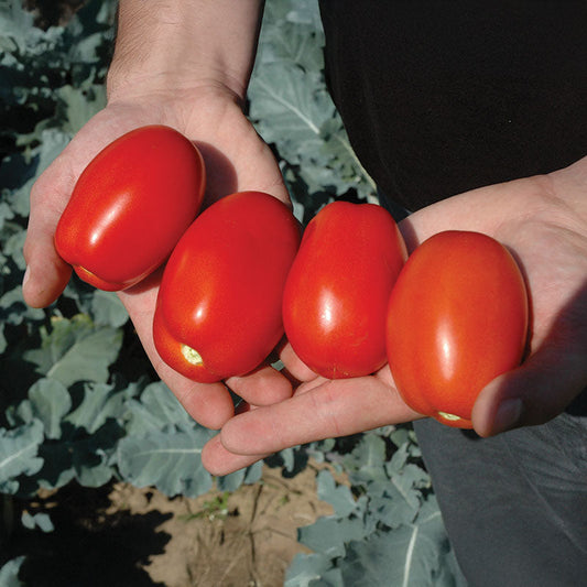 Tomato Plum Regal F1 Seed