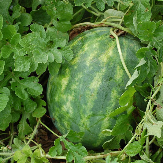 Watermelon Fascination F1 Seed