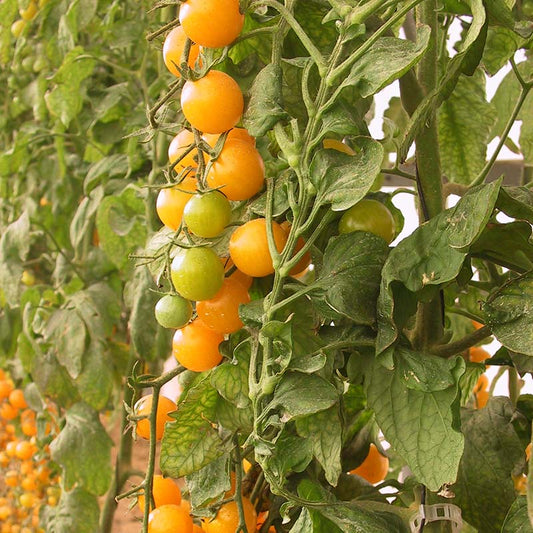 Tomato Esterina F1 Organic Seed