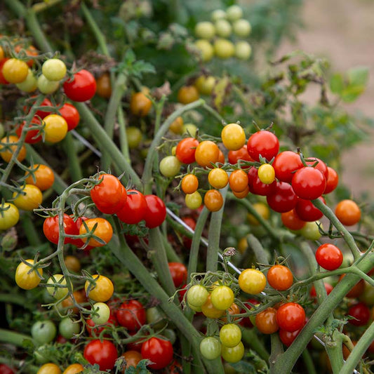 Tomato Candyland Seed