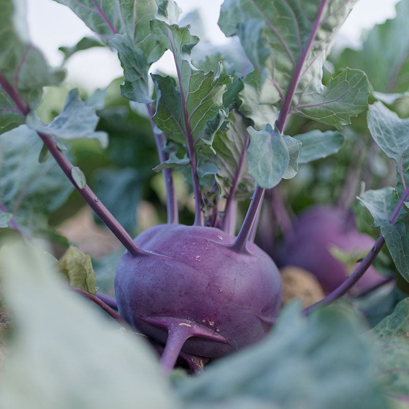 Kohlrabi Kolibri F1 Organic Seed