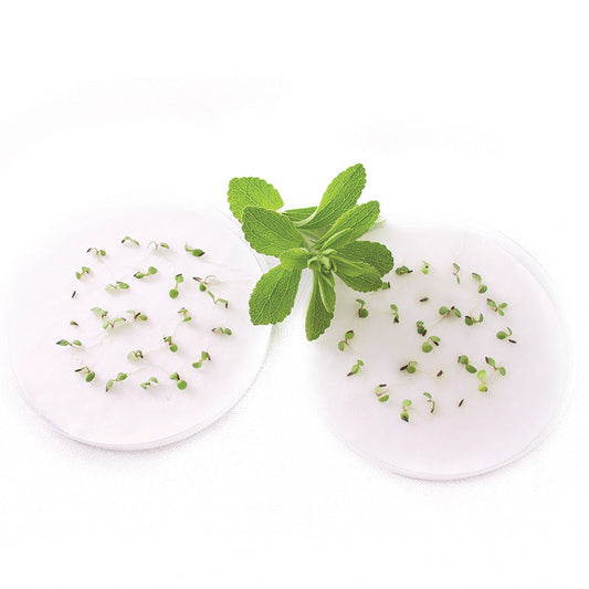 Stevia Candy Organic Seed