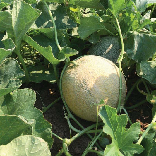 Melon Divergent F1 Organic Seed