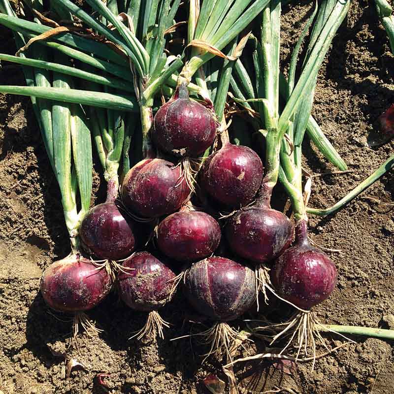 Onion Monastrell F1 Organic Seed