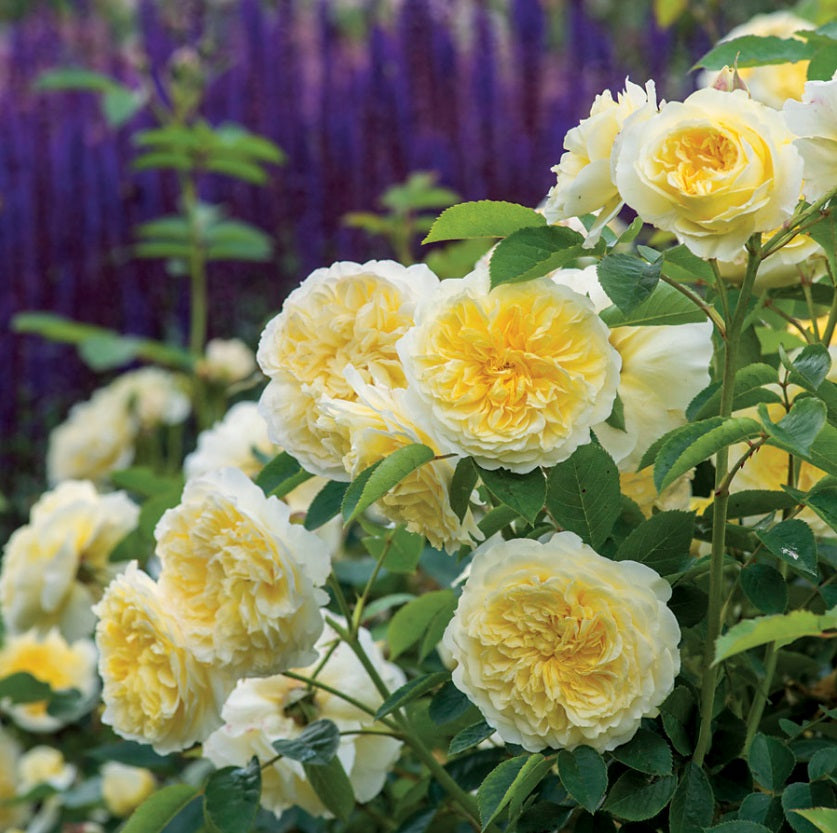 Bi Color Yellow Rose Seedlings Flower Seeds Perennial Growing Bonsai Corms Tubers Potted Planting Reblooming Fragrant Garden Roots Rhizomes Species Blooms Plant Bulbs Gardening Tree