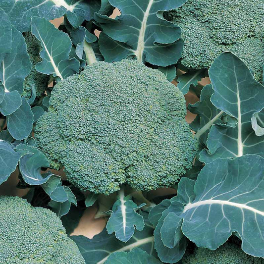 Broccoli Belstar F1 Organic Seed
