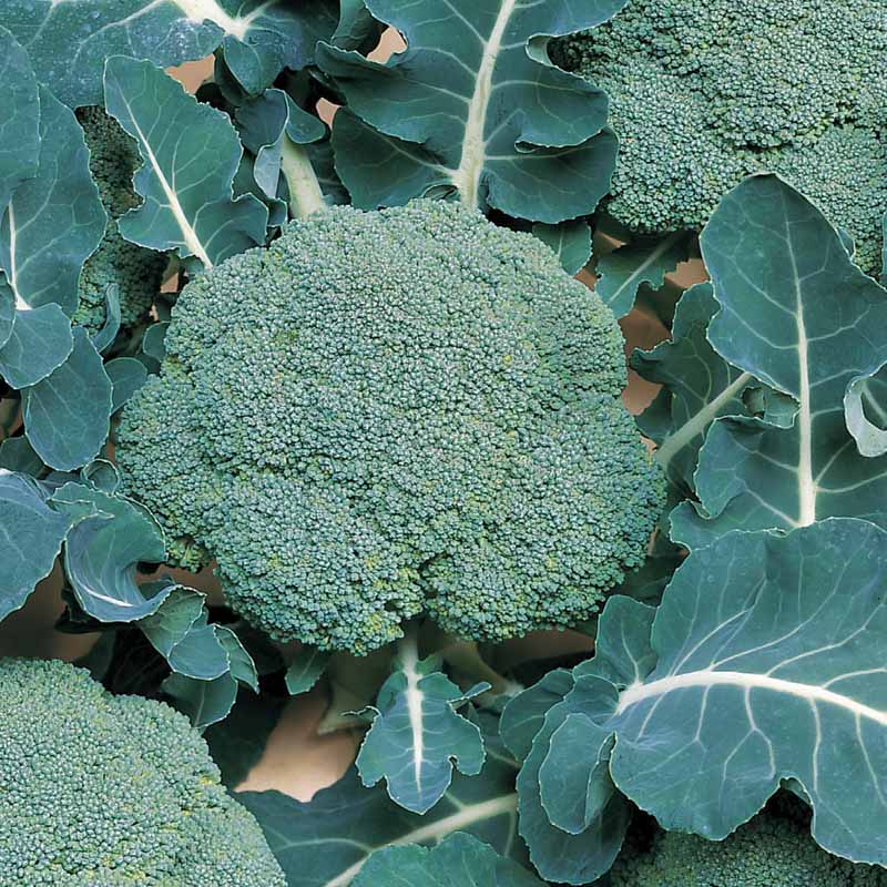 Broccoli Belstar F1 Organic Seed
