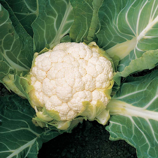 Cauliflower Skywalker F1 Organic Seed